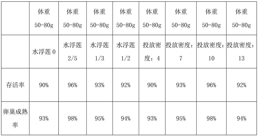 Method for performing in situ breeding of cherax quadricarinatus through planting regions of paddy fields in slack winter season