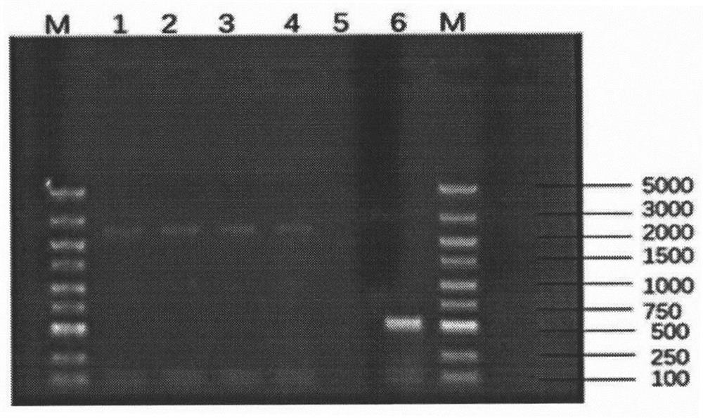 Cloning of chicken ACE2 gene, expression and purification of protein ...