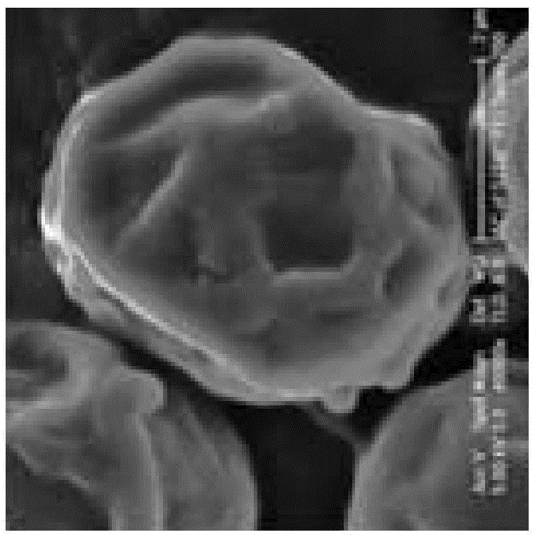 A freshwater alga chlorella sorokiniana HN01 and its application