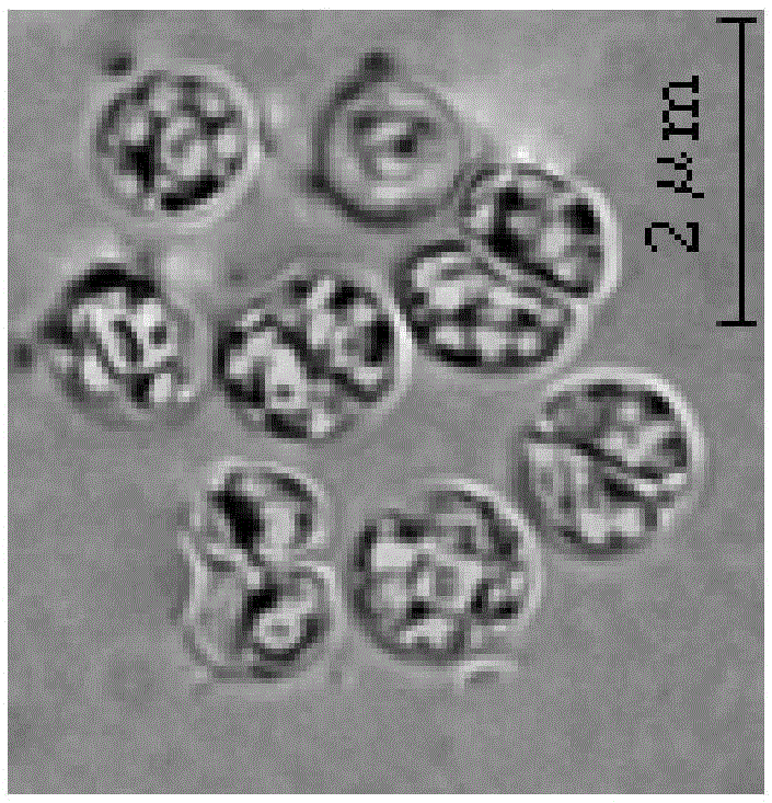 A freshwater alga chlorella sorokiniana HN01 and its application