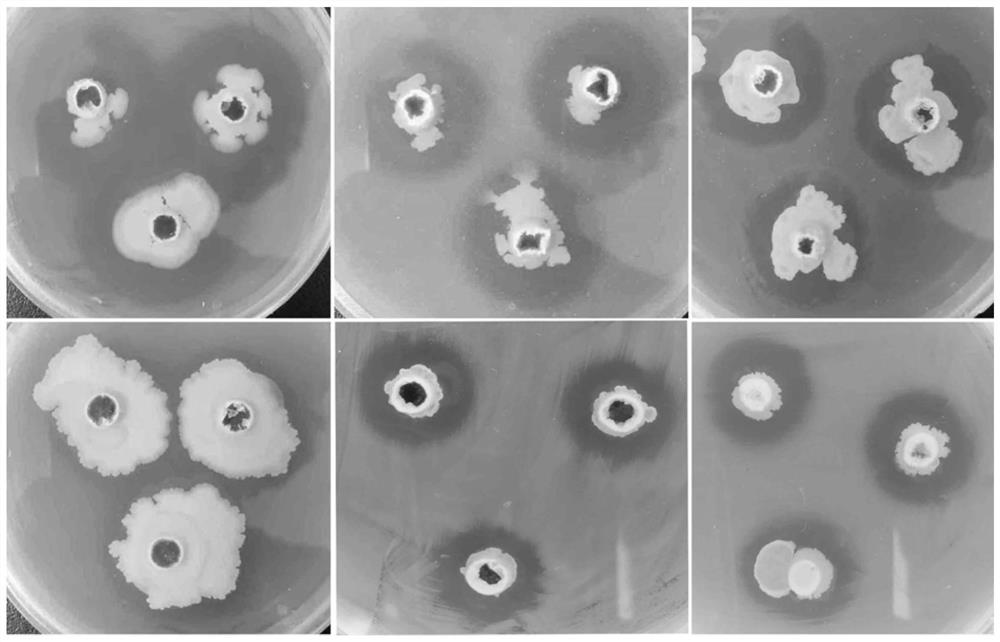 Bacillus velezensis as well as product and application thereof