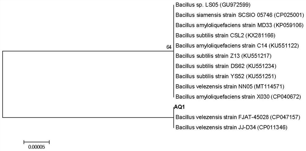 Bacillus velezensis as well as product and application thereof