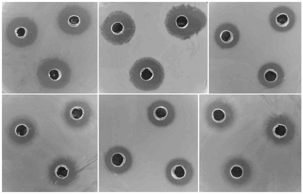 Bacillus velezensis as well as product and application thereof