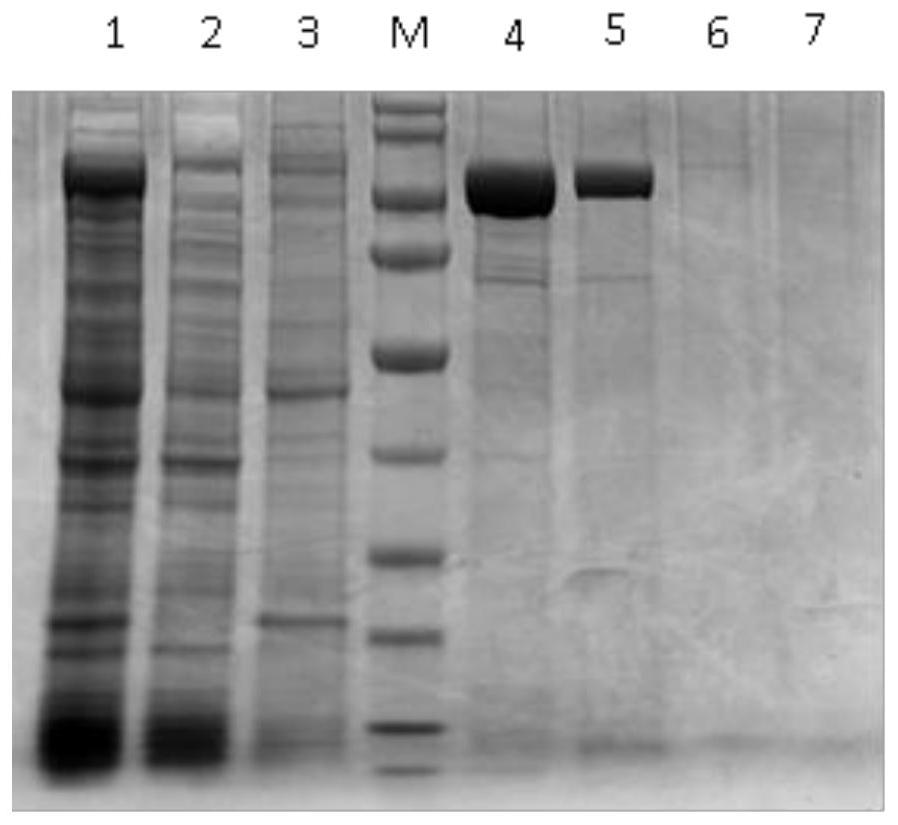 Coating antigen for detecting mycoplasma synoviae antibody, kit and detection method thereof