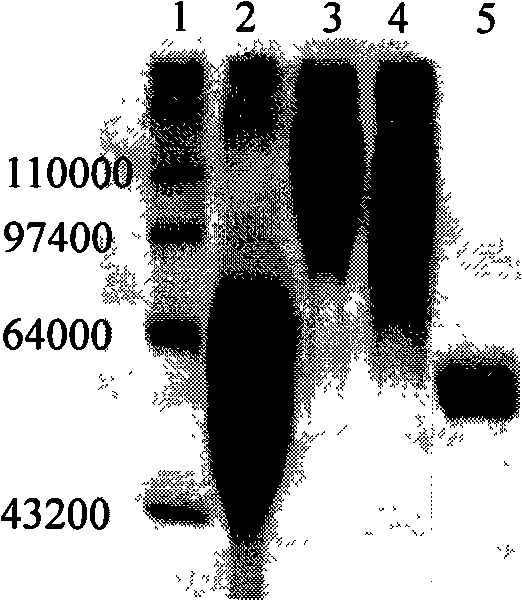 Tumour treatment vaccine CTP37CRM197 immunogen, preparation method and application thereof