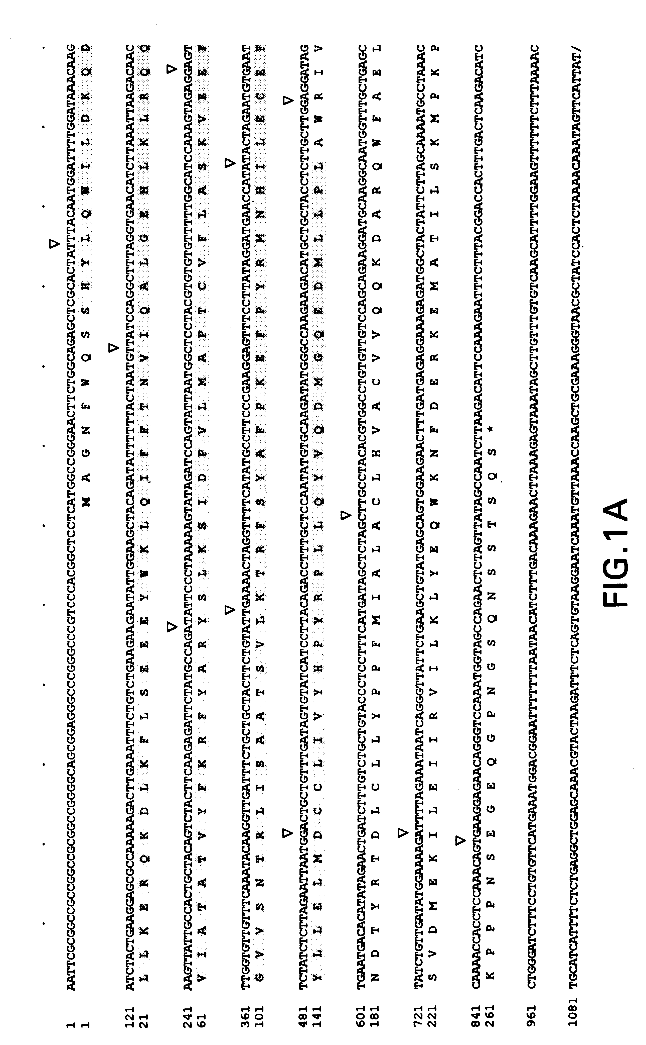 Cyclin-C variants, and diagnostic and therapeutic uses thereof
