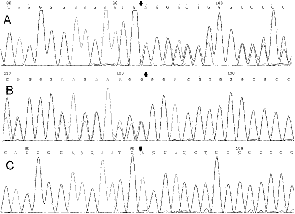 A genetic detection kit for congenital axenfeld–rieger syndrome