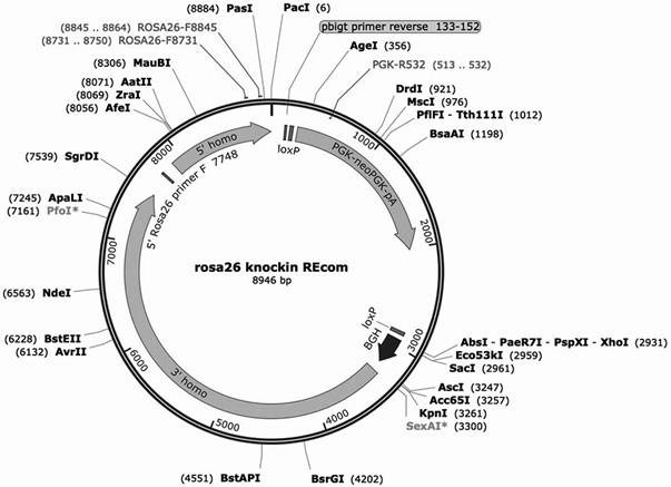 Construction and application of a phosphorylated mutant sufu transgenic mouse model based on homologous recombination technology