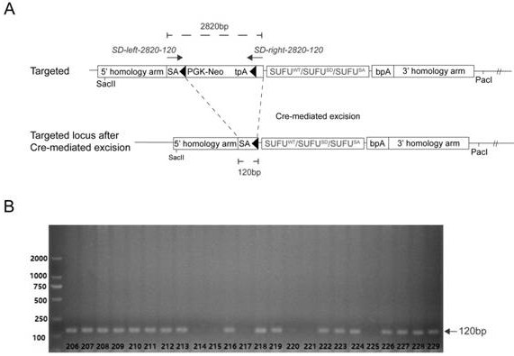 Construction and application of a phosphorylated mutant sufu transgenic mouse model based on homologous recombination technology