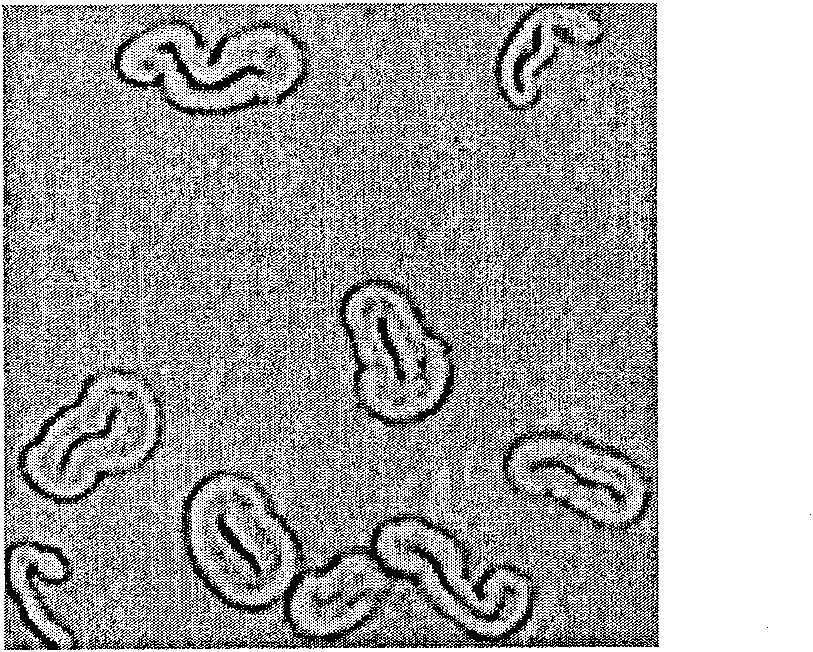 Resin embedding fiber method for detecting fiber form