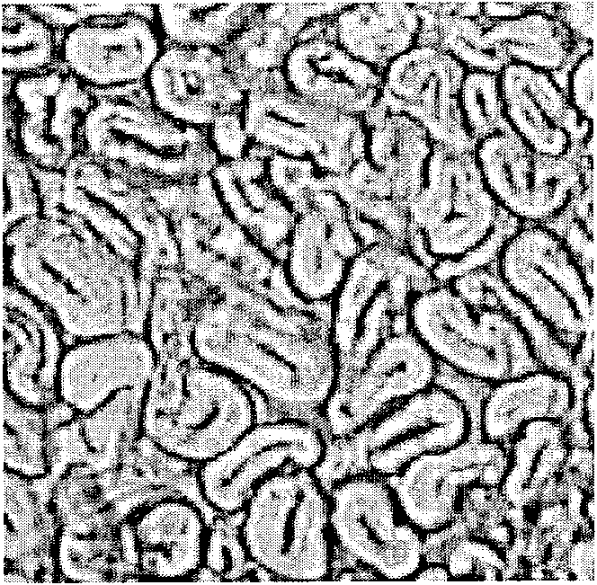 Resin embedding fiber method for detecting fiber form