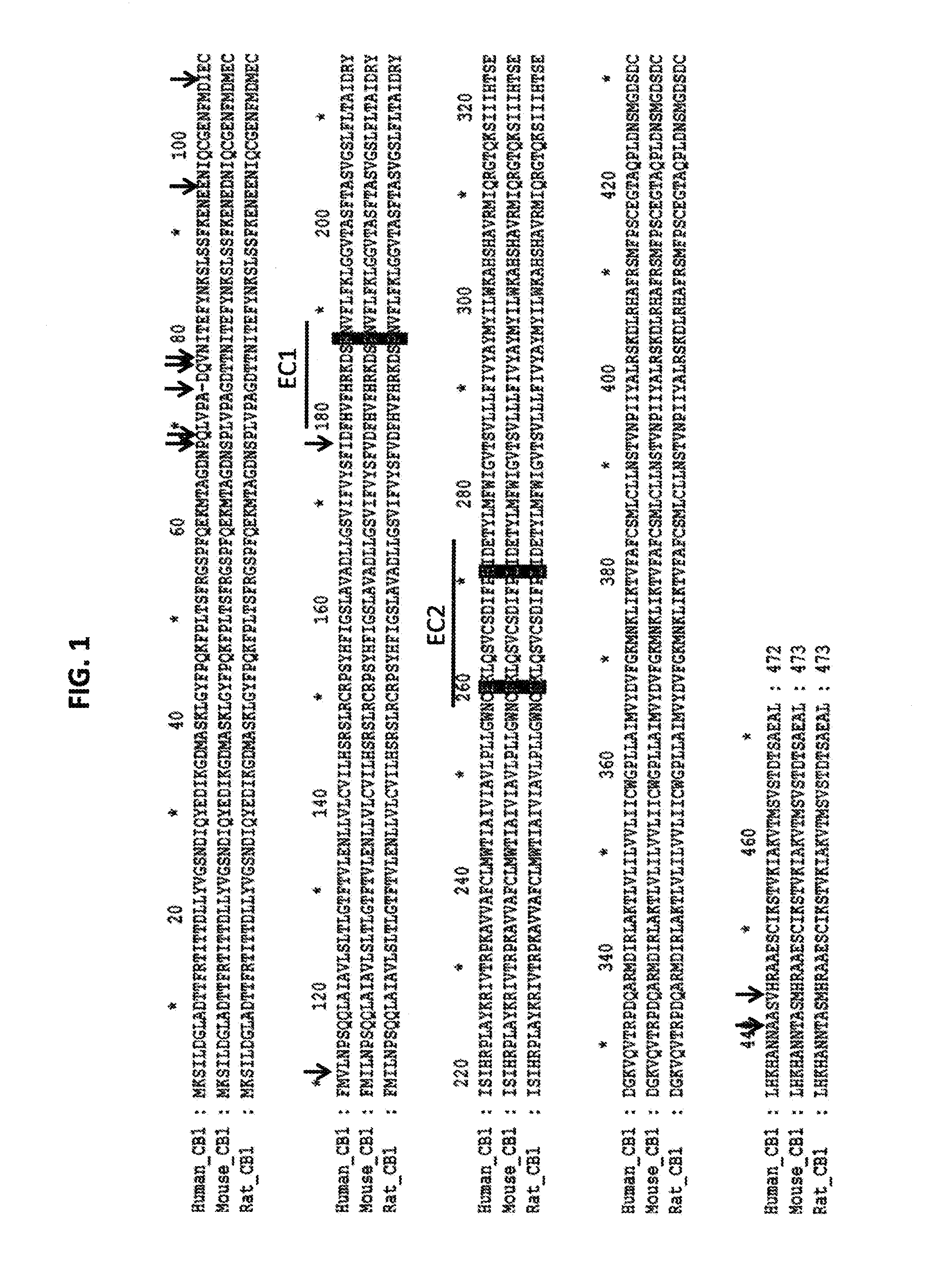 Cb-1 receptor antigen-binding proteins and uses thereof