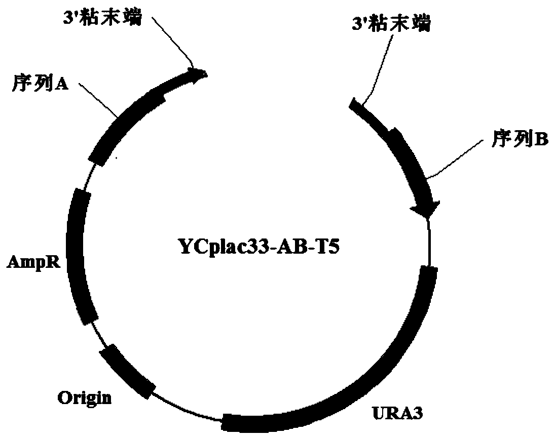 Method for realizing high-accuracy gene homologous cloning in yeast