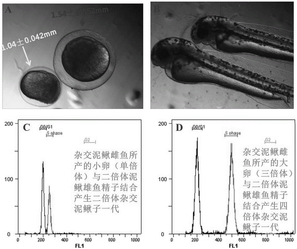 A method to obtain a high proportion of female loach through interspecific hybridization