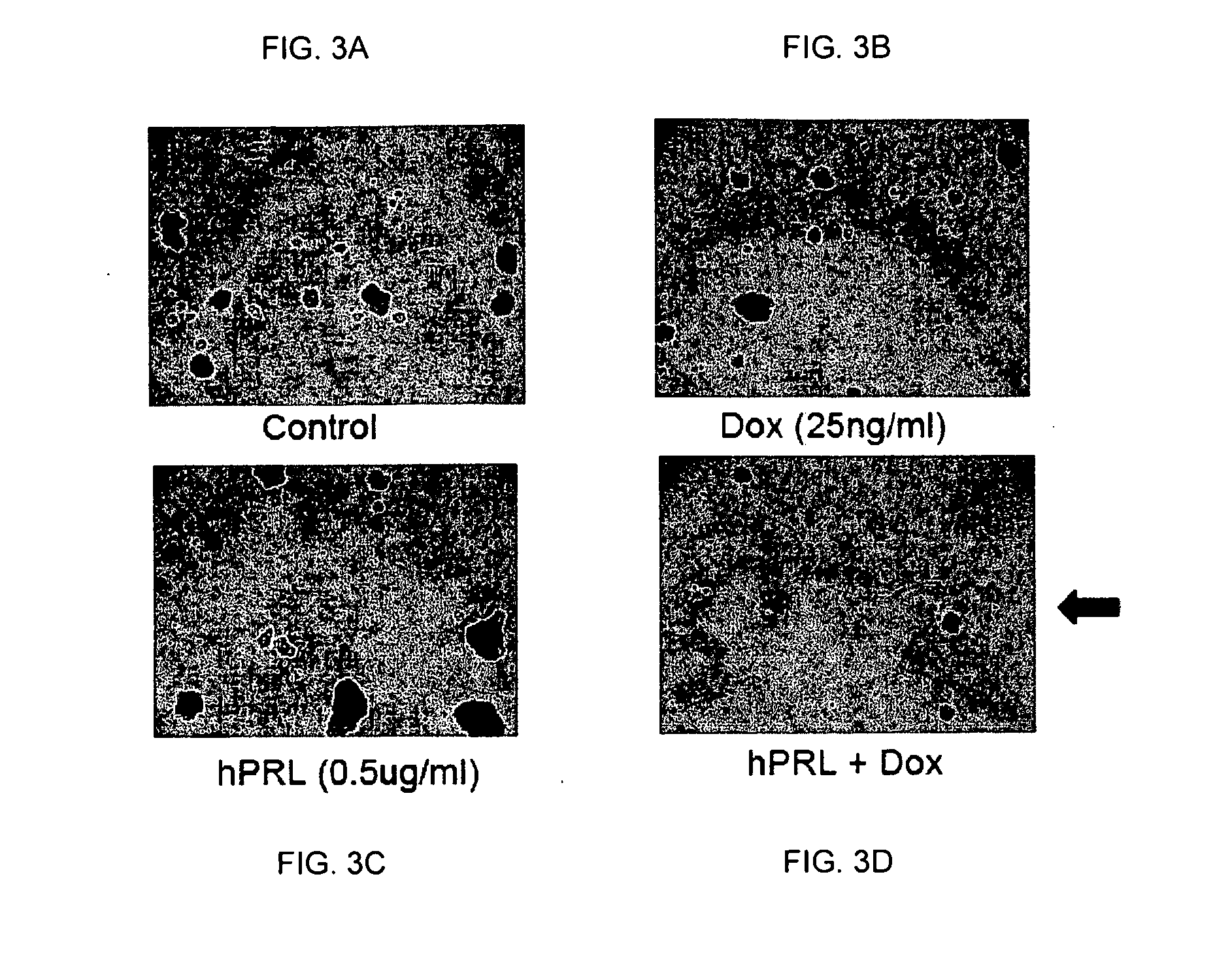 Method for sensitizing cells to cancer therapy