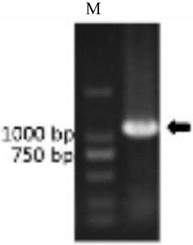 Streptococcus broad-spectrum chimeric lyase GBS-V12b and coding gene and application thereof
