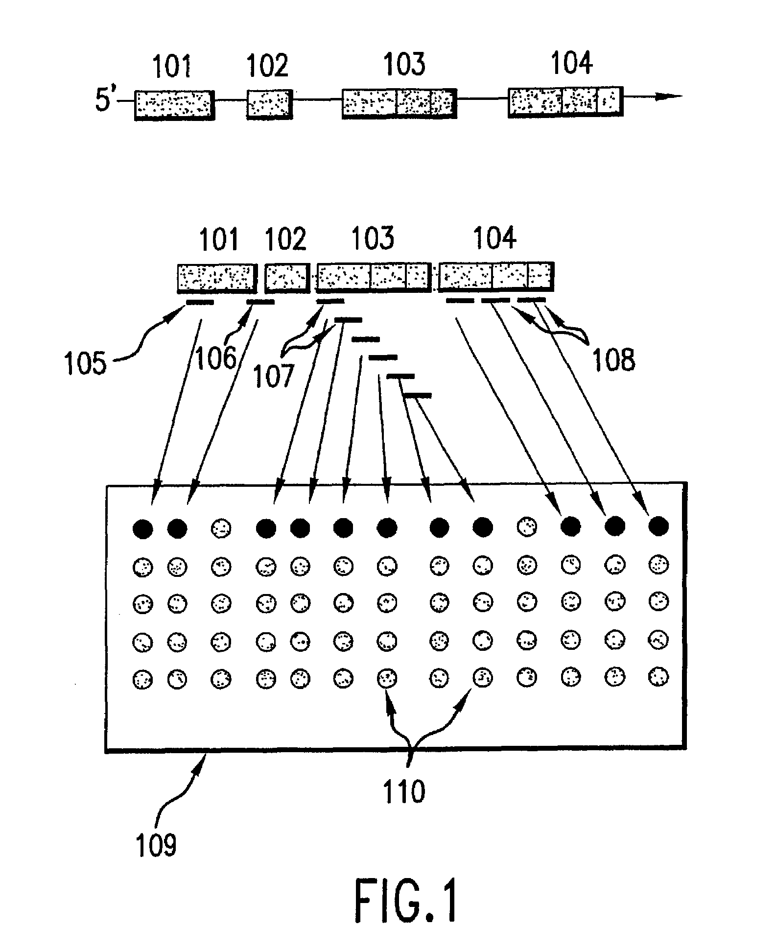 Compositions and methods for exon profiling