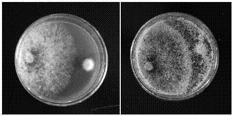 Trichoderma asperellum TD3104 and application thereof in preparation of microbial agent for inhibiting plant pathogenic bacteria
