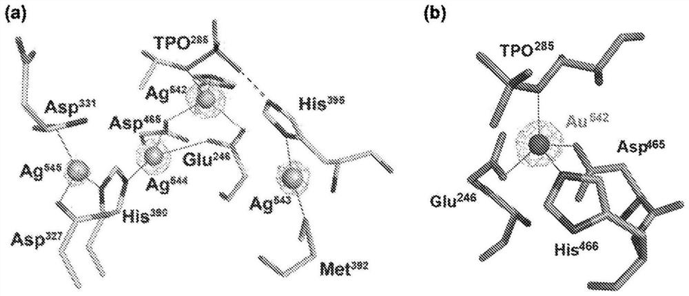 Silver/gold compounds and methods thereof