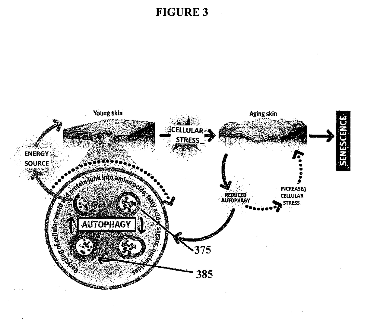 Autophagy Activating Complex, Compositions and Methods