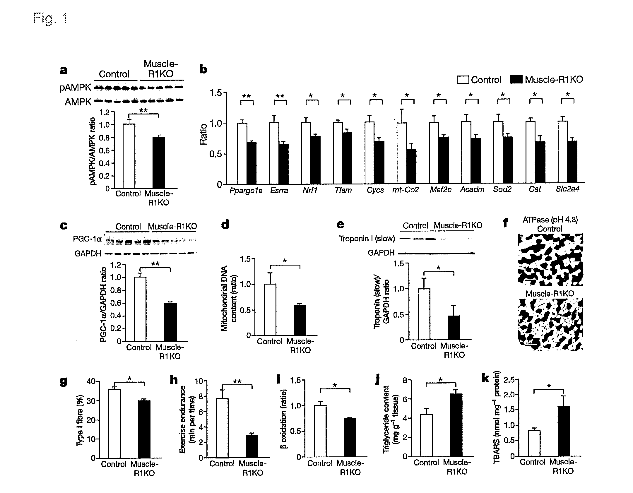 Screening Method for Candidate Agonist Compounds for Adiponectin Receptor I