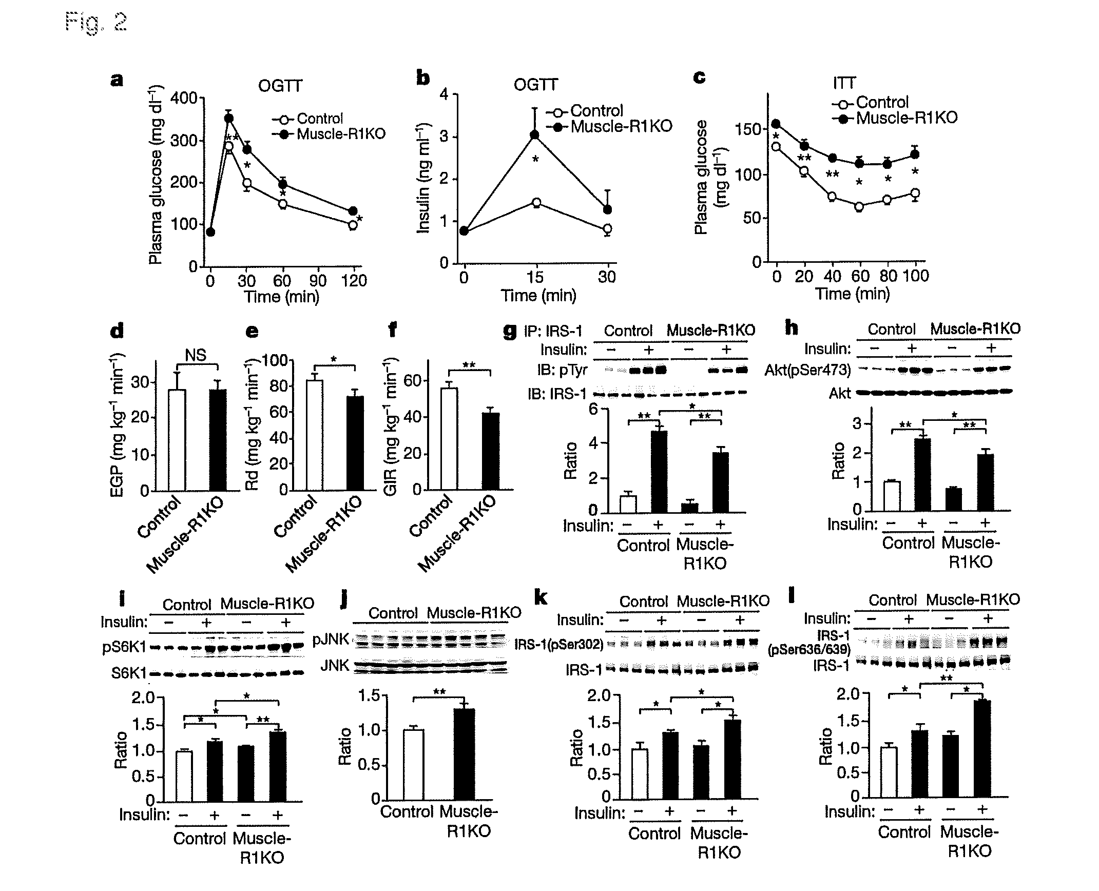 Screening Method for Candidate Agonist Compounds for Adiponectin Receptor I