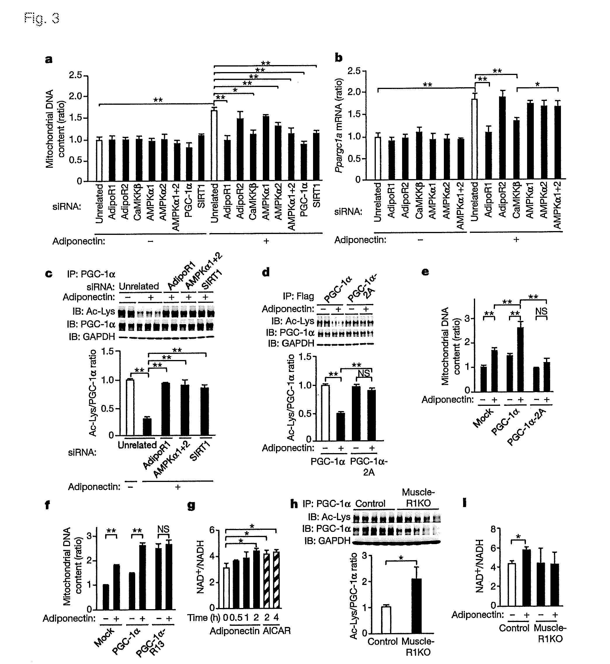 Screening Method for Candidate Agonist Compounds for Adiponectin Receptor I