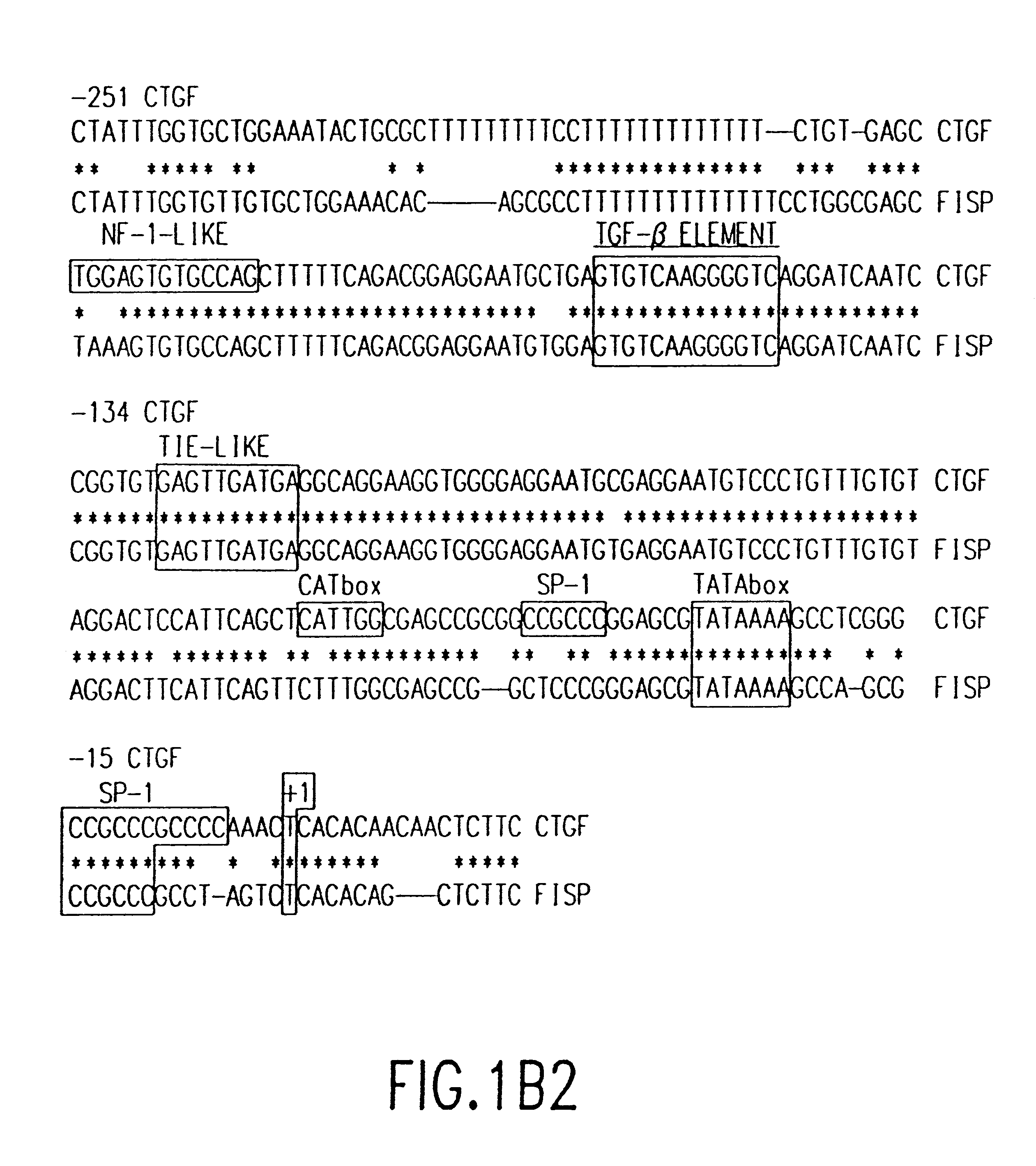 Methods and uses of connective tissue growth factor for differentiation of mesenchymal stem cells