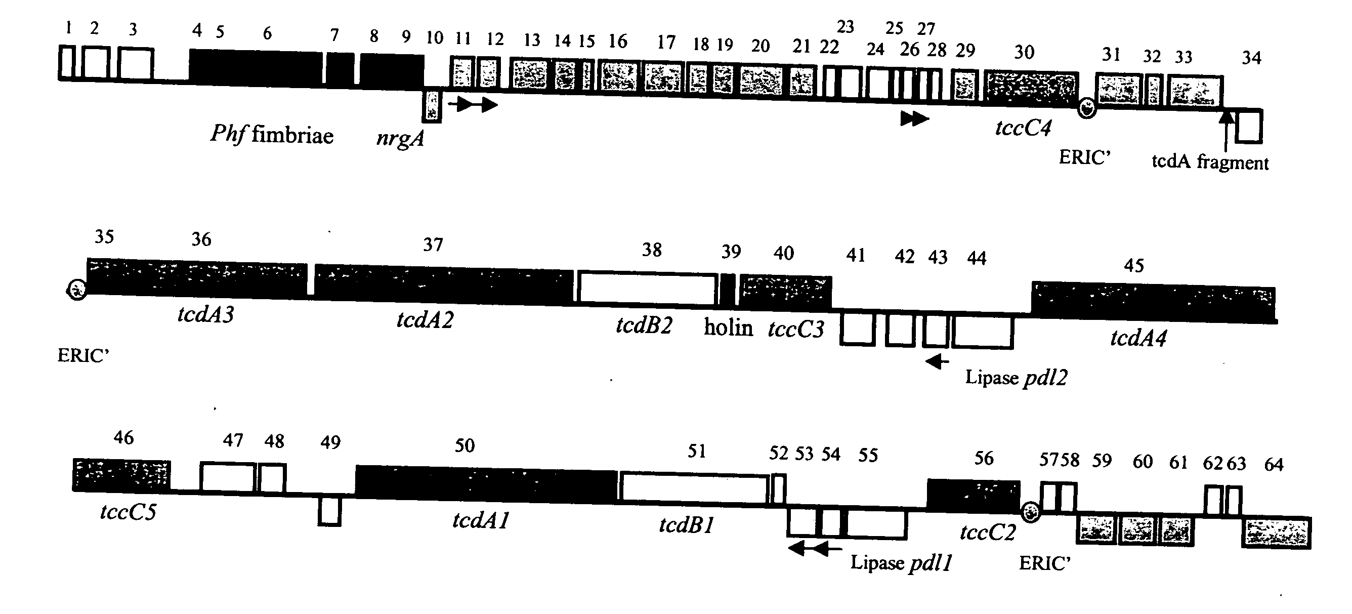 DNA sequences from tcd genomic region of photorhabdus luminescens