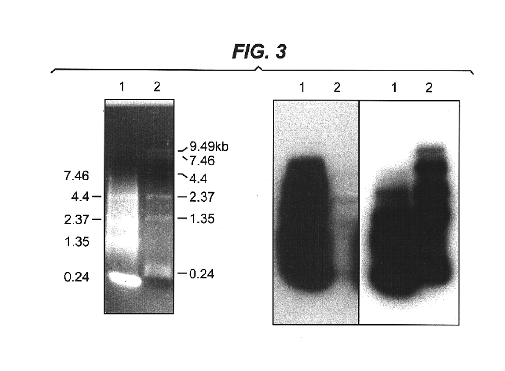 Modified polynucleotides and uses thereof