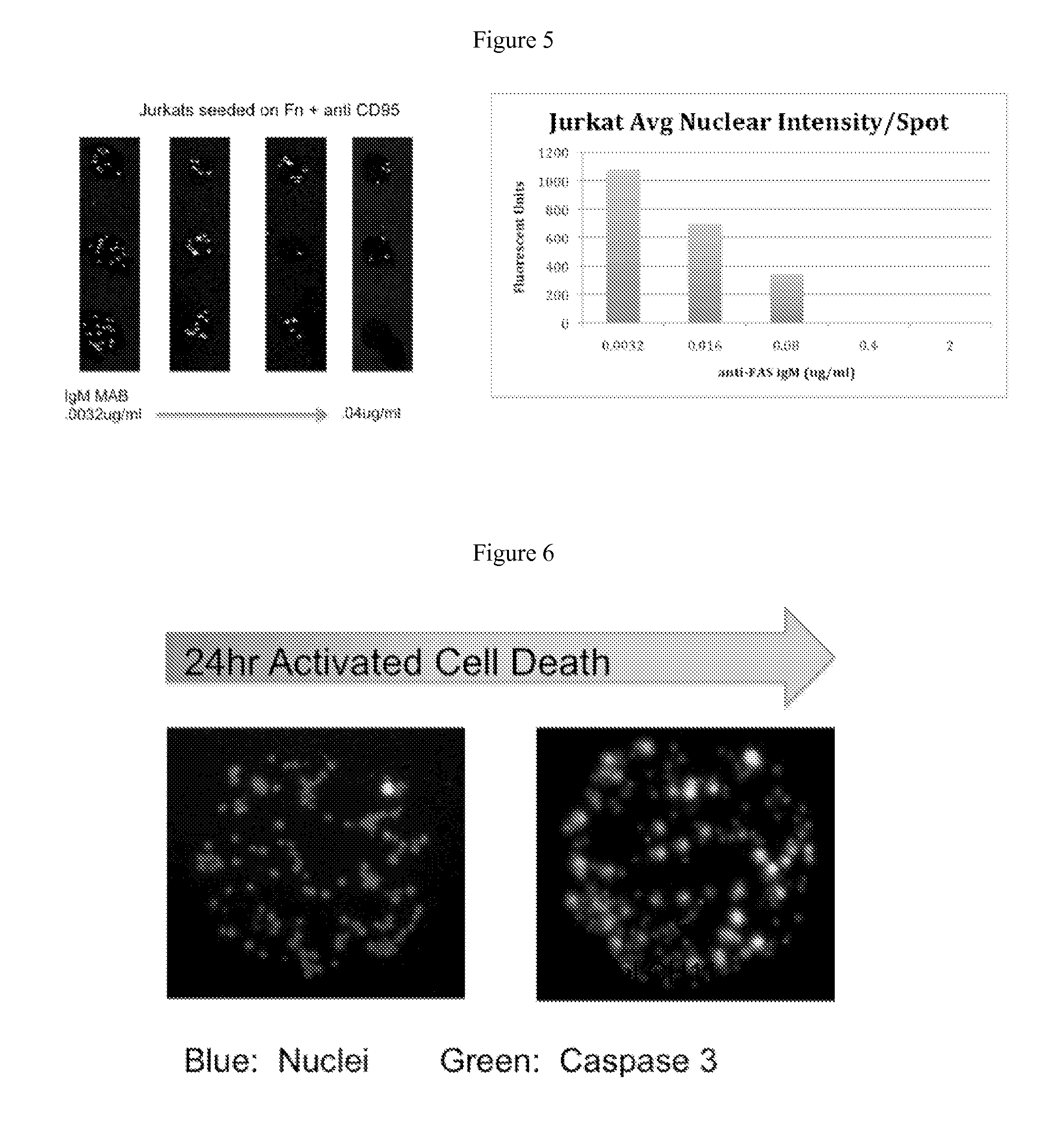 Screening methods, compositions identified thereby, tools useful for the identification thereof, and cell populations produced thereby