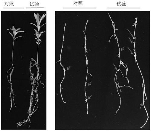 Compound plant growth promoter and application thereof in promoting sandalwood growth and parasitic haustorium development