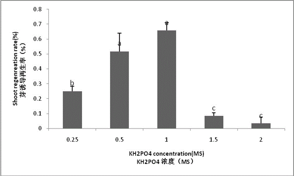 Building method of eucapyptus urophylla leaf-induced plantlet regeneration system