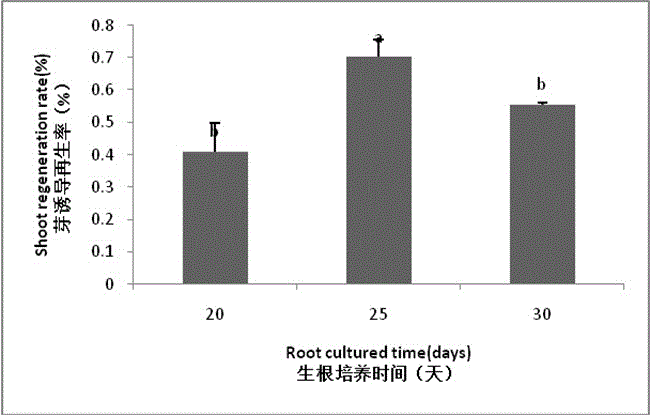 Building method of eucapyptus urophylla leaf-induced plantlet regeneration system