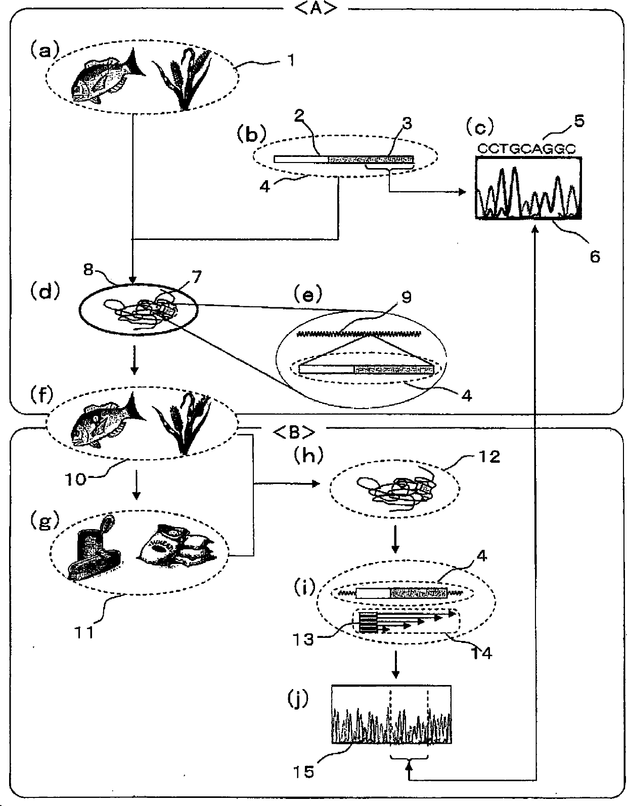 Method of organism identification by DNA tag