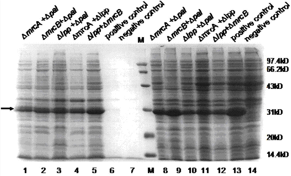 Construction method for double-gene mutation escherichia coli used for secretory expression of recombinant protein