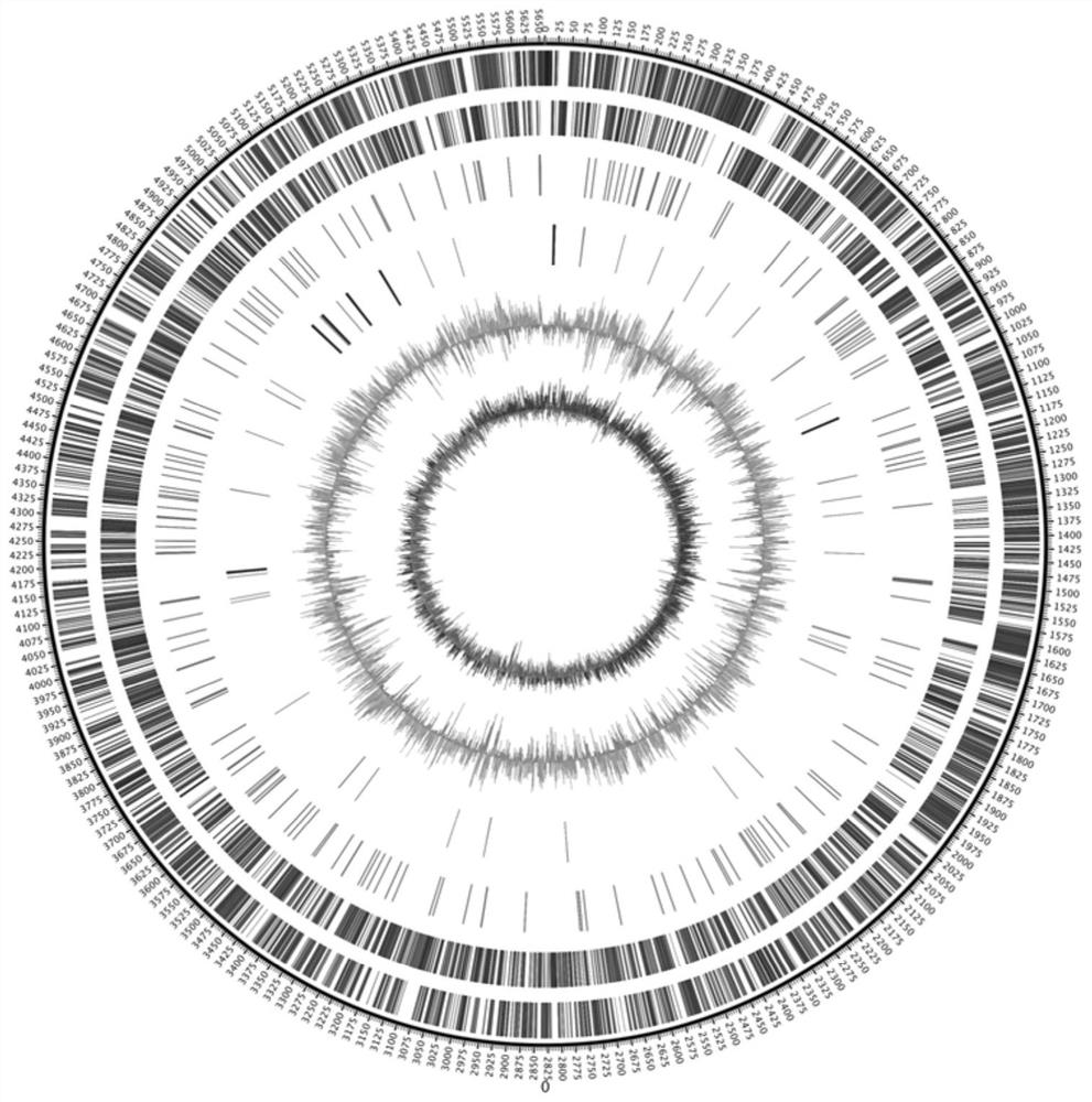 Application of guaA gene, plasmid and strain in expression of azotobacter siderophore