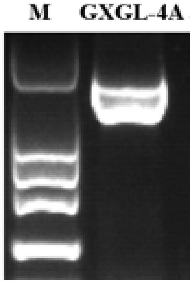 Application of guaA gene, plasmid and strain in expression of azotobacter siderophore