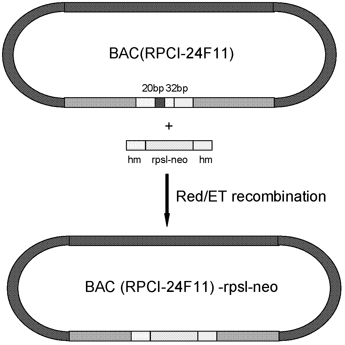 Recombinant CCR5[delta]32 genotype embryonic stem cell strain and preparation method thereof