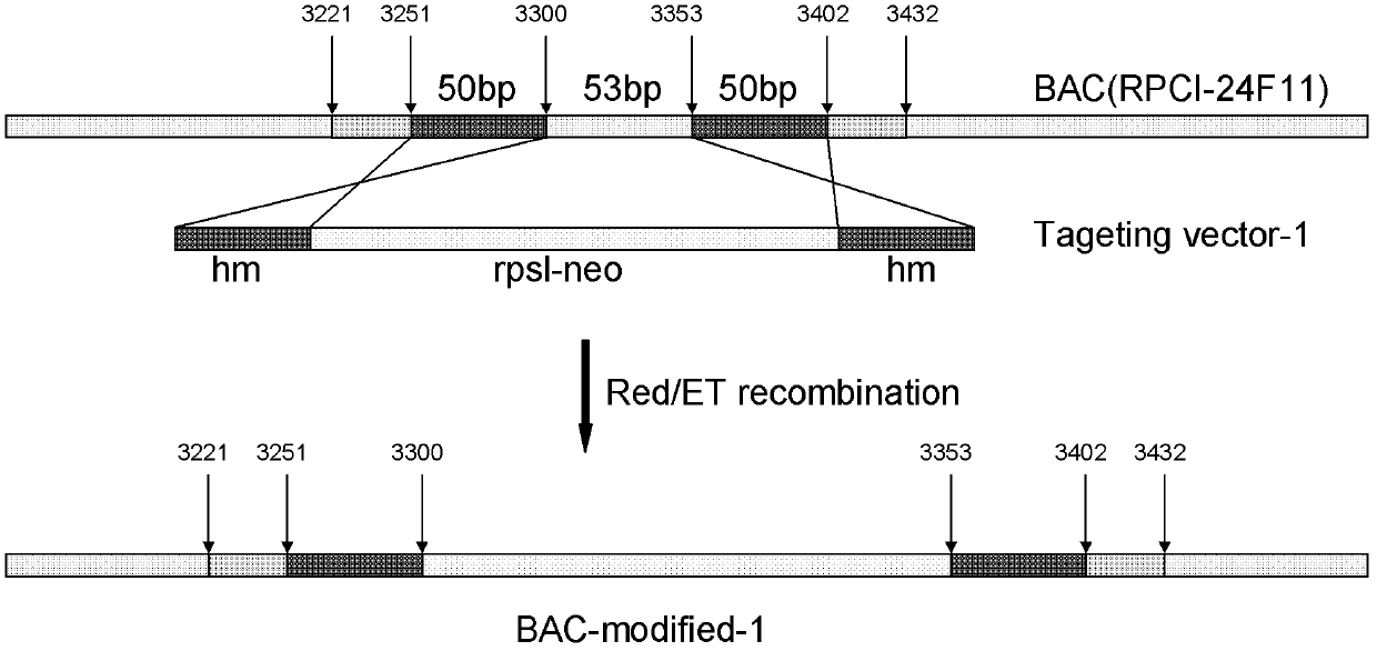 Recombinant CCR5[delta]32 genotype embryonic stem cell strain and preparation method thereof