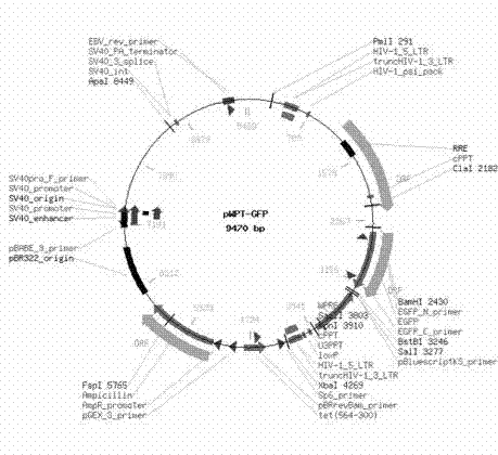 Gastric cancer cell line for expressing green fluorescent protein and luciferase and application thereof in cancer model