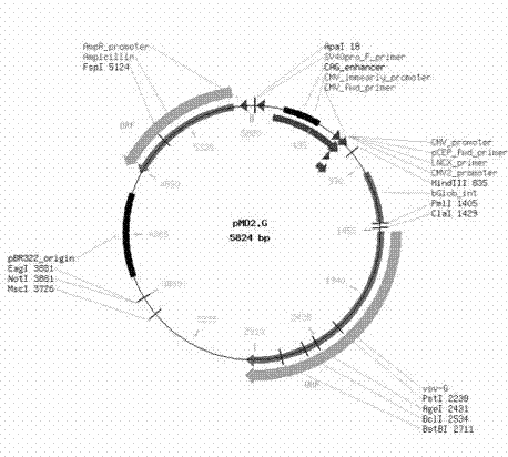 Gastric cancer cell line for expressing green fluorescent protein and luciferase and application thereof in cancer model