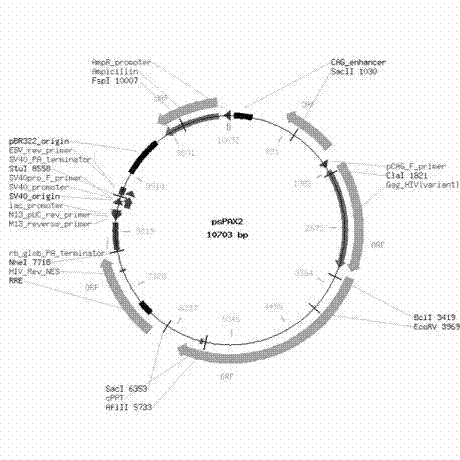 Gastric cancer cell line for expressing green fluorescent protein and luciferase and application thereof in cancer model