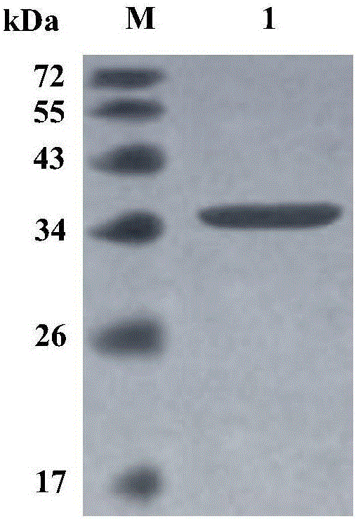 Neutral low-temperature xylanase CaXyn10A, and gene and application thereof