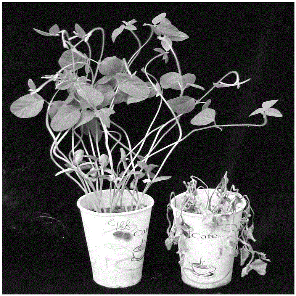 Molecular marker Insert 144 of soybean epidemic-disease-resistant gene RpsQ and application of molecular marker Insert 144