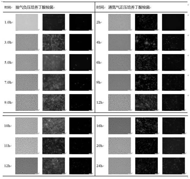 Process for producing clostridium butyricum through high-density fermentation under negative pressure condition and application