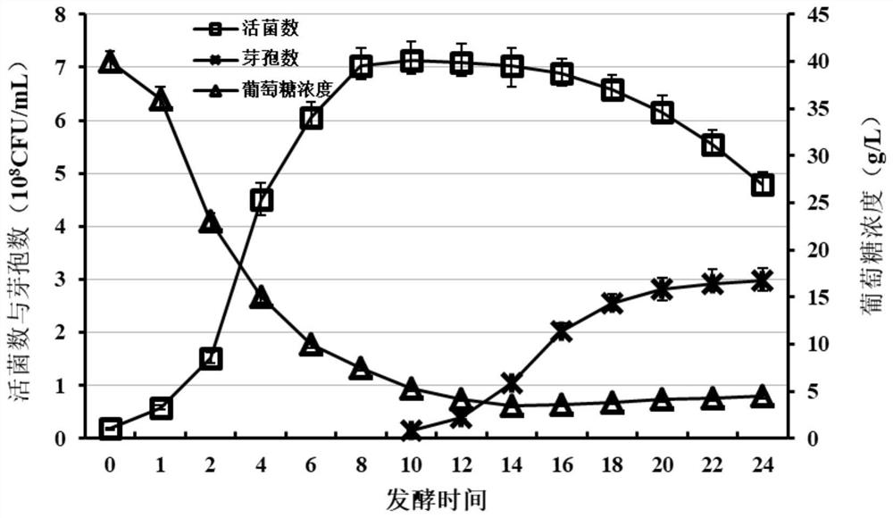 Process for producing clostridium butyricum through high-density fermentation under negative pressure condition and application