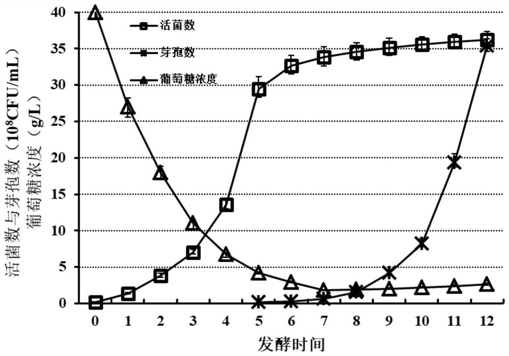 Process for producing clostridium butyricum through high-density fermentation under negative pressure condition and application