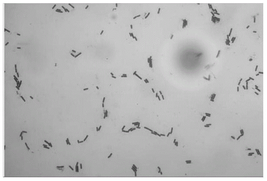 Bacillus amyloliquefaciens gfj-4 and bacillus amyloliquefaciens gfj-4 containing composition