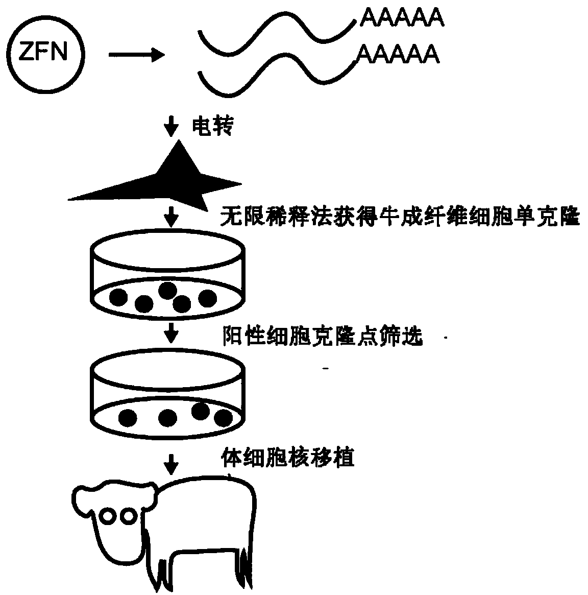 Method for breeding cattle capable of producing hypoallergenic milk and application of method